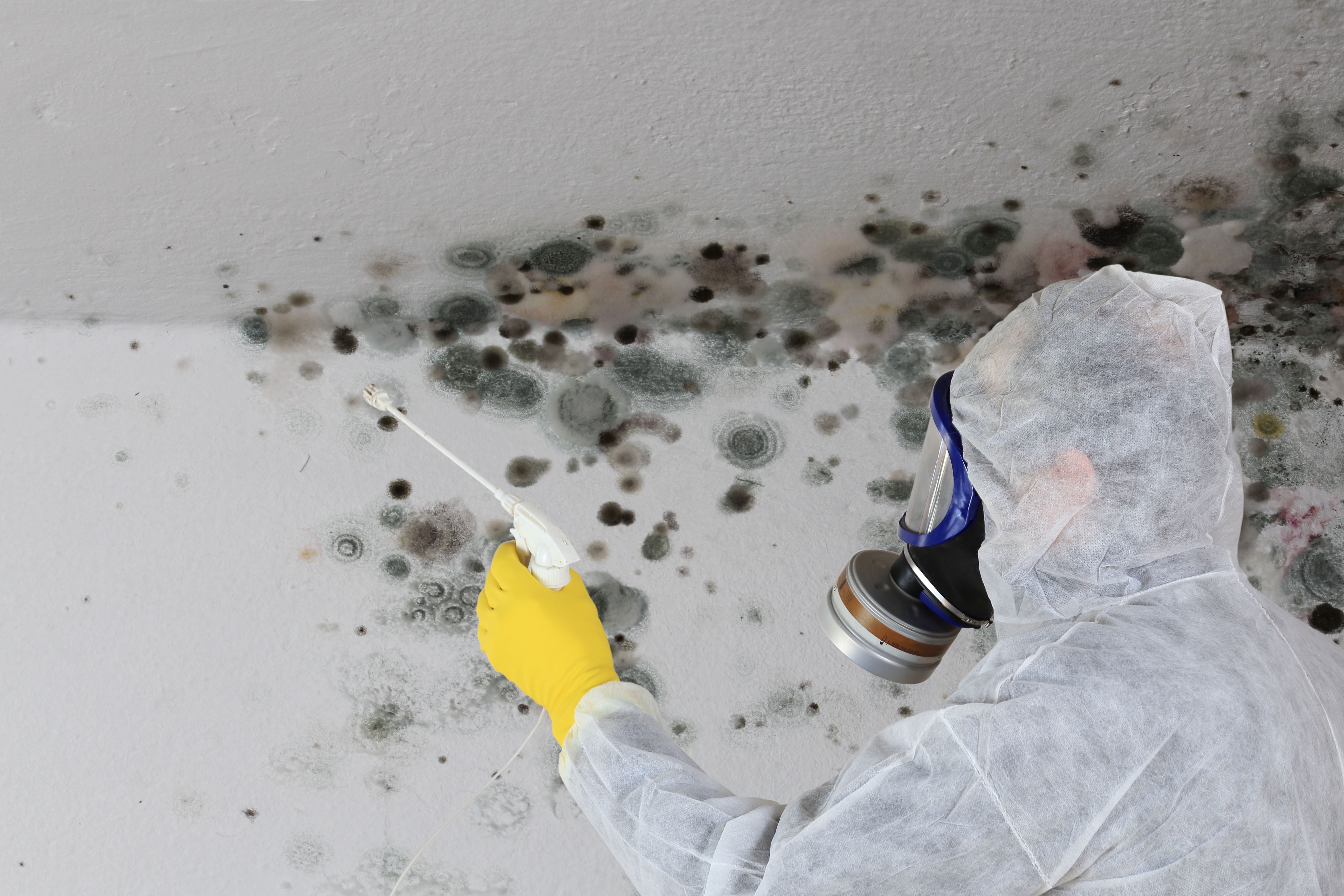 Mold remediation